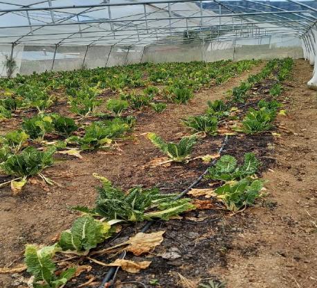 Food Security